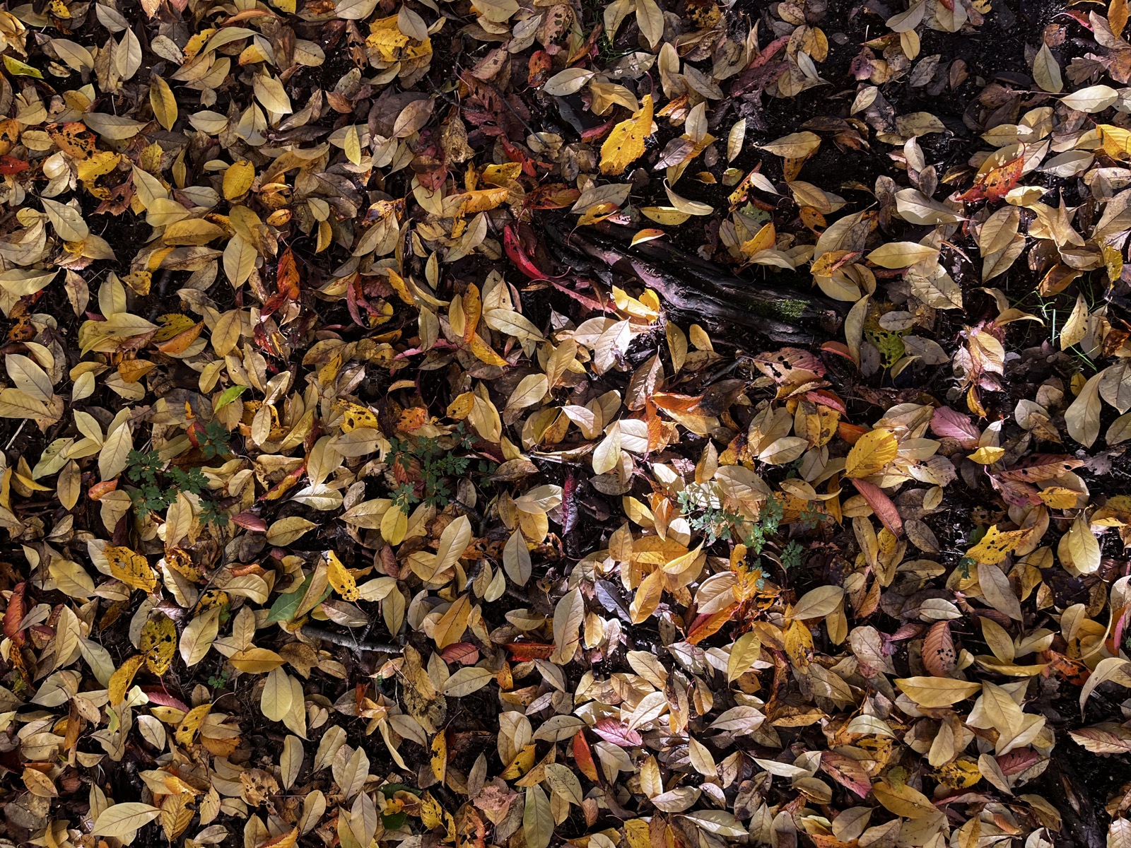 Autumn leaves