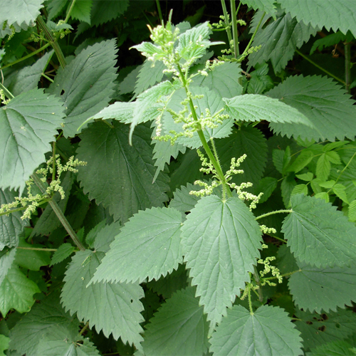 Nettles
