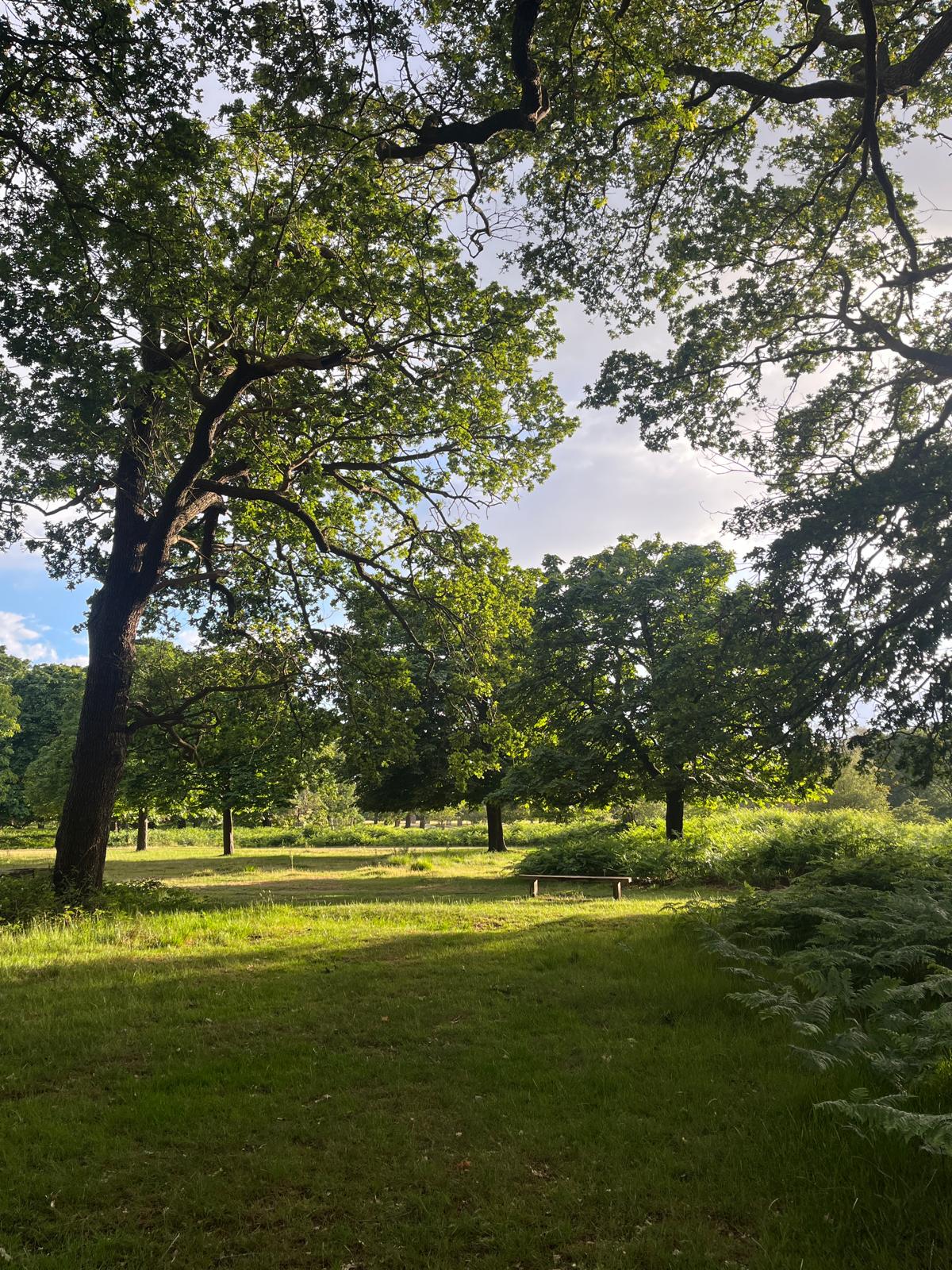 Sunlit oak trees in a park